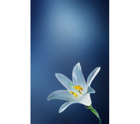 745-CR