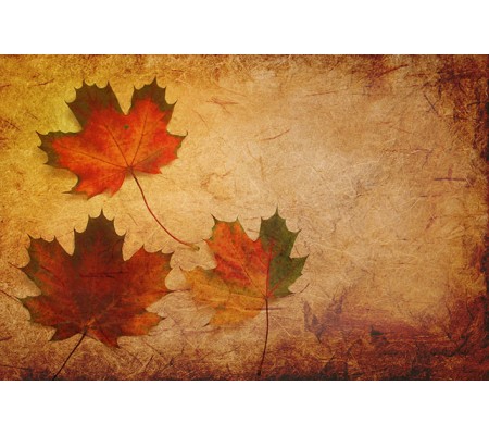 Κωδικός: 516-CR