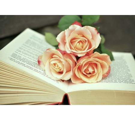 Κωδικός: 971-CR