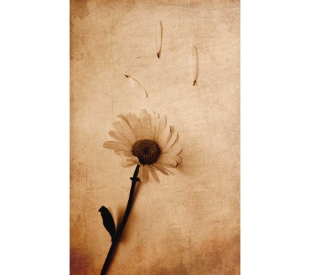 Κωδικός: 980-CR