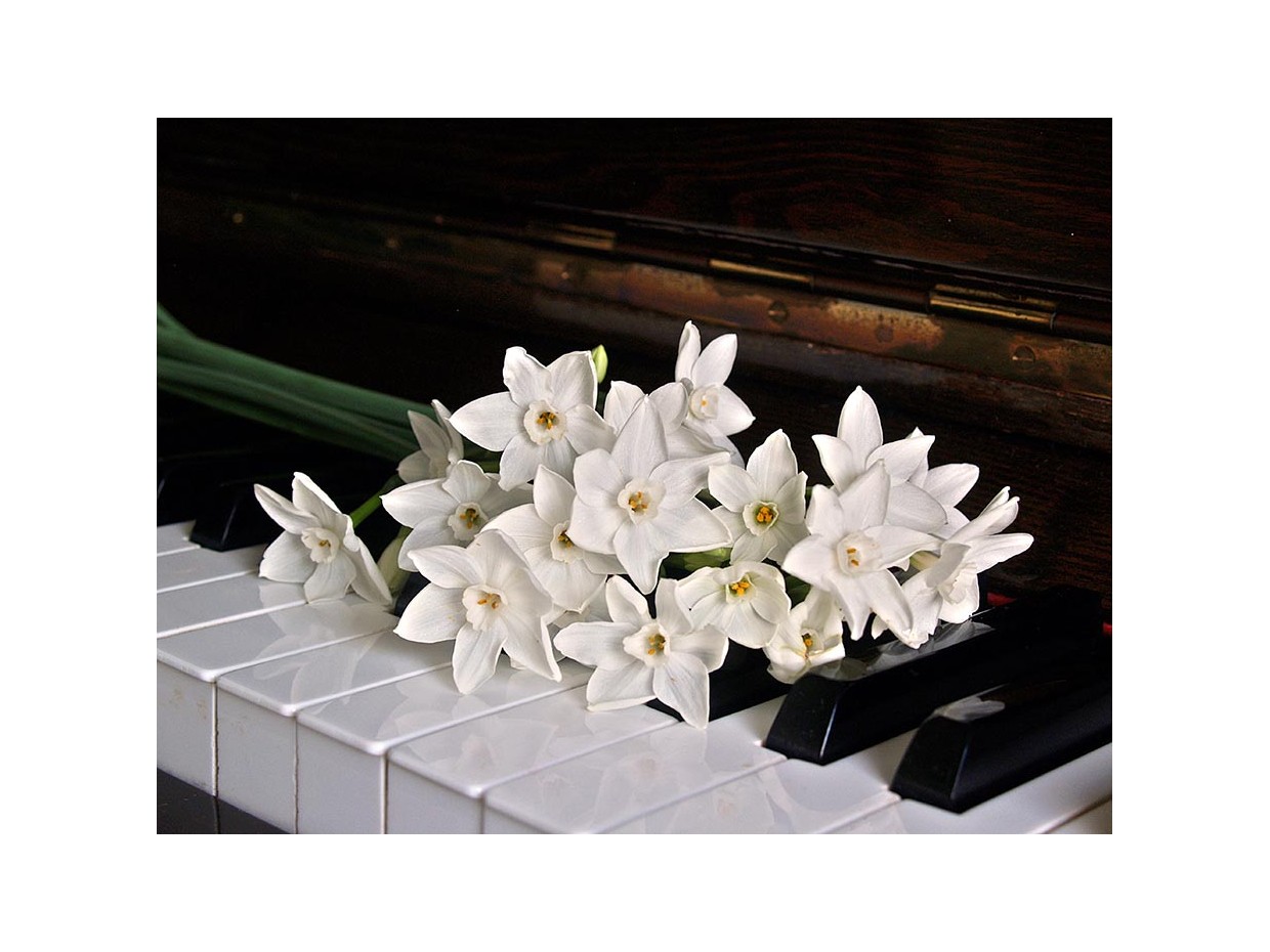 Κωδικός: 1026-CR